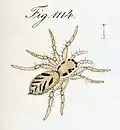female