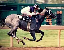 gray horse with all 4 legs in air ridden by jockey in blue and white