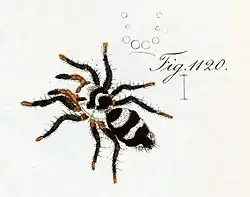 D. mendicus