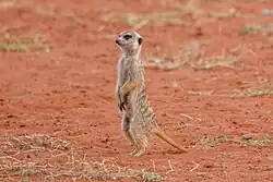 Meerkat standing in the Kalahari desert of Namibia