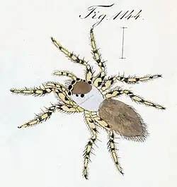 female M. canescens