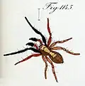 male