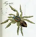 male