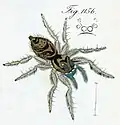 female