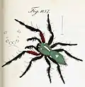 male