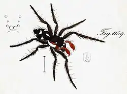 male