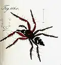 male
