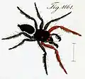 male