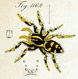 female