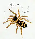 female P. mimica