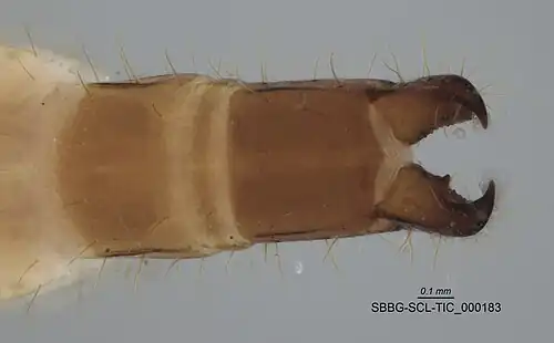 Characteristic cerci of Japygoidea