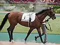 2021 Tokyo Yushun, at paddock