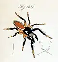 male