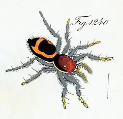 female