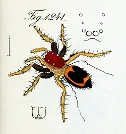 female