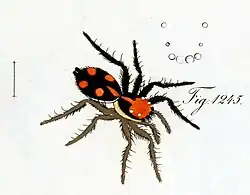 female