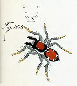 male