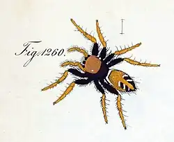 E. amabilis