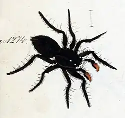 male P. fasciata (1846 drawing)
