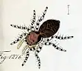 female