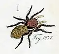 female