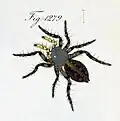 female
