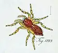 female