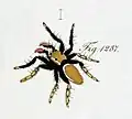 male