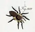 variant female
