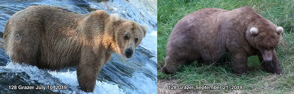 Two photos of a bear. It is skinny in the image labelled July 10, 2019. It is fat in the image labelled September 21, 2019.