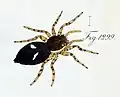 female