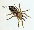 female