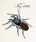 1846 drawing of female by C. L. Koch
