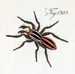 male P. lineata (1846 drawing)
