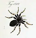 female from CL Koch (1848)