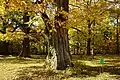 Old tree in Hokkaido University Botanical Gardens, Sapporo