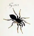 male