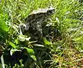 European green toad