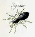 female of H. nitens (now H. dubius)
