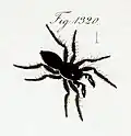 male