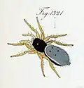 female (variation)