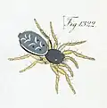 female