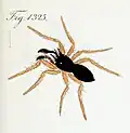 Illustration of male
