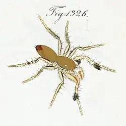Illustration of male