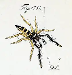 B. capistrata