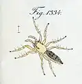 Female