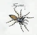 Illustration of female