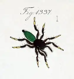 Drawing of female (Koch 1848)