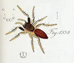 Illustration of female