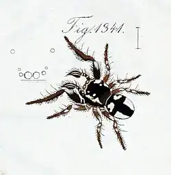 Female R. albigera